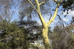 IMG_4009.JPG