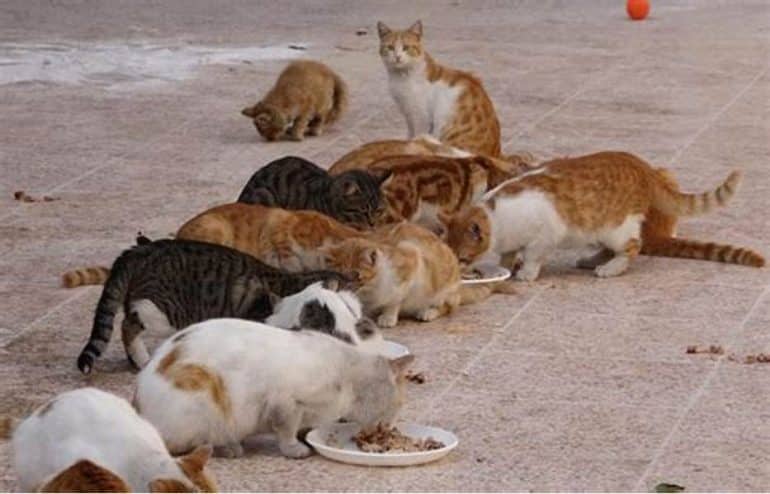 Feral Cat Colony