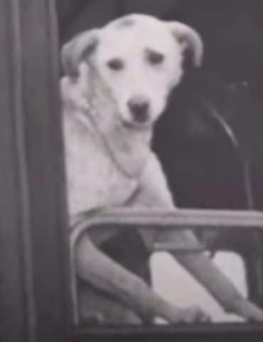 Lampo The Dog