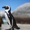 The accelerating decline of the African penguin population in Namibia