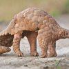 World Pangolin Day