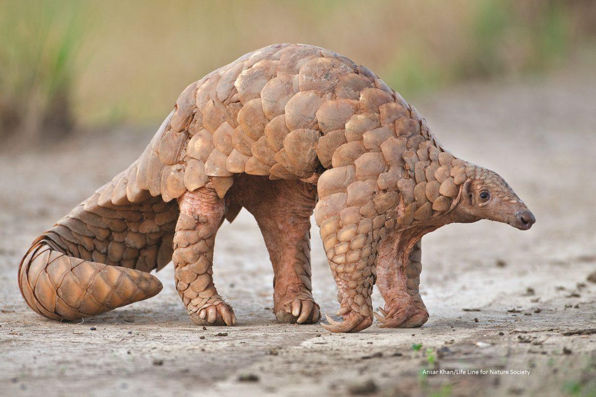 Pangolin