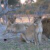 Lions in the Wild Are Now Extinct in Over Half of African Countries