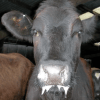 Foot-and-Mouth Disease Detected in Namibia: What You Need to Know