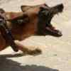 Man arrested after allegedly instructing pet dog to attach police officer